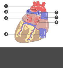 There are three major types of blood vessels in the body, the arteries, capillaries and veins. Major Blood Vessels Of The Heart