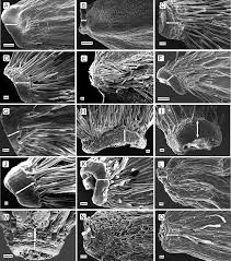 Image result for Gyrodoma hispida