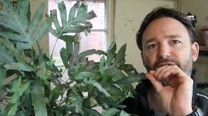 Blue Star Fern Rescue and Repot