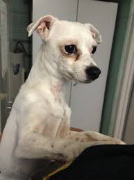 We did not find results for: Timeline Photos Plainfield Animal Control Facebook Chihuahua Animals Animal Control