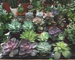 I bet you didn't expect a linguistics lesson on a succulent site! Echeveria Guide Our House Plants