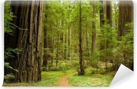 Maybe you would like to learn more about one of these? Redwoods Wall Murals Pixers We Live To Change
