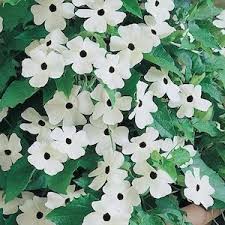 Black And White Vines With Flowers Black Eyed Susan Vine Seeds Thunbergia Vine Seeds Black Eyed Susan Vine Black Eyed Susan Flowering Vines
