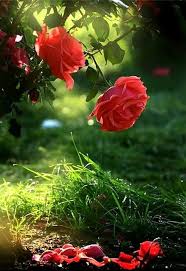 Pin By Ingrid Jonkers On A Cozy Home Beautiful Flowers Wallpapers Beautiful Flowers Beautiful Images Nature