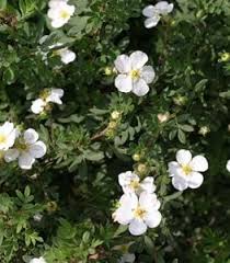 We did not find results for: 22 Deer Resistant Plants Flowers Deer Proofing Tips Garden Design