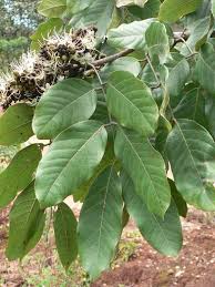 Image result for Isoberlinia