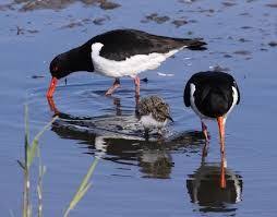 Black Bird With White Tail Uk Oystercatcher Of The Uk And Ireland The Oystercatcher Haematopus Ostralegus Is A Large Black And White Wading Bir Bird Species Wildlife Photography Sea Birds
