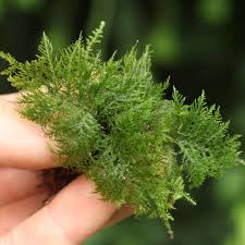 Image result for Thesium thamnus