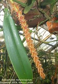 Image result for Bulbophyllum oreonastes