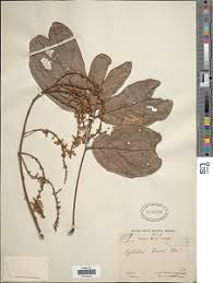 Image result for Leptoderris goetzei