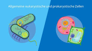 Zelle Biologie Aufbau Definition Und Typen Mit Video
