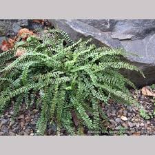 Image result for Trichomanes