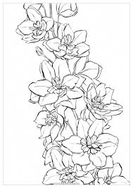 Image Result For Delphinium Flower Drawing Flowersdrawing Flower Drawing Delphinium Flowers Birth Flower Tattoos