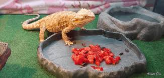 How often you feed a bearded dragon depends on the age of the reptiles. Best Fruits Vegetables And Salads For Bearded Dragons