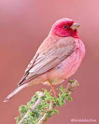 turkce english birddetective durur mu hemen yapistirmis cevabi alin size pembe serce konuyu beautiful birds animals beautiful most beautiful animals