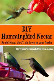 Hummingbird Food Recipe Hummingbird Food Humming Bird Feeders Make Hummingbird Food