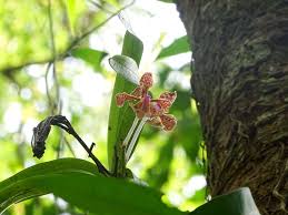 Image result for Erythroxylum platycladum