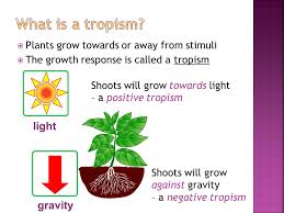 Plants need light for photosynthesis and growth. 7 2 Tropic Responses Plants Grow Towards Or Away From Stimuli The Growth Response Is Called A Tropism Gravity Light Shoots Will Grow Towards Light Ppt Download