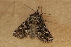 Image result for Hadena perplexa