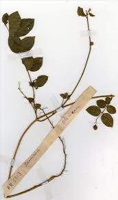 Image result for Jasminum pauciflorum