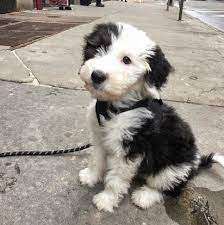 The dad is quite the clown and makes me laugh. Mini Sheepadoodle Ontario Sheepadoodle Puppy Cute Dogs And Puppies Cute Dogs