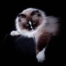 Ragdoll Archie from Latvia 😍🐈