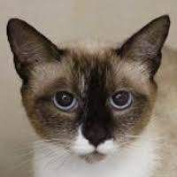 Siamese cats are highly active cats that demand love and attention. Siamese Rescue Adoptions