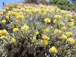 Image result for Helichrysum moggii