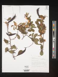 Image result for Baphia massaiensis