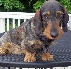 Wire Haired Standard Dachshund Puppies Zoe Fans Blog Wire Haired Dachshund Puppies Dachshund Puppies