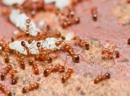 Fire ants, odorous house ants, or carpenter ants, we have the information on how to control and identifying these ants. Fire Ants Get Rid Of Fire Ants In The House Raid Bug Basics