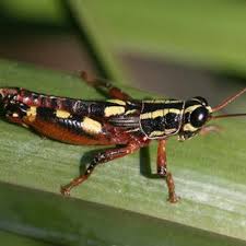 Image result for Dyschoriste tanganyikensis