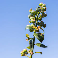 Blueberry Season To Produce Delicious Juicy And Sweet Blueberries Be Sure To Feed Them With A Good Quality Fertiliser Our Suggestion Searles