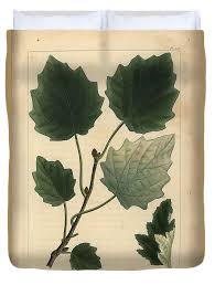 Image result for Populus ×  canescens