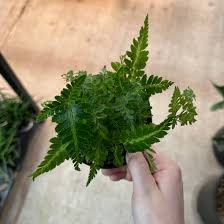 Image result for Rumohra adiantiformis