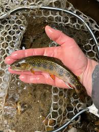 Best spot to catch trout in Fairfield county?