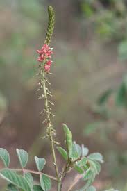 Image result for Indigofera subulata