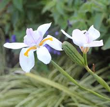 Image result for Dietes