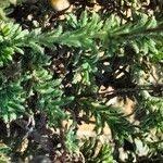 Image result for Felicia muricata