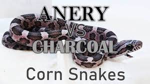 Check spelling or type a new query. Ghost Types Corn Snake Morph Deep Dive 17 Youtube