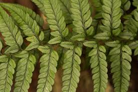 Image result for Polystichum sinense