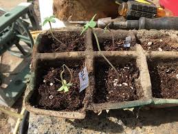 Image result for tomato seedling damping off
