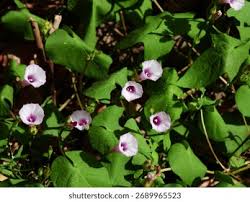 Image result for Ipomoea sinensis