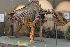 The Siberian unicorn lived at the same time as modern humans | Natural  History Museum