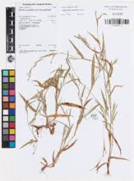Image result for Hackelochloa granularis
