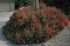 Image result for Justicia capensis