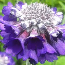 Image result for Primula capitata