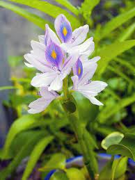 Pin By Flowers In Heart On Hyacinth Water Hyacinth Beautiful Flowers Hyacinth Flowers Water Hyacinth