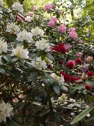 Unforgettable Red And Pink Garden Combos Shade Shrubs Shade Flowers Shade Plants