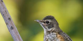 We did not find results for: American Robin Juvenile On The Wing Photography